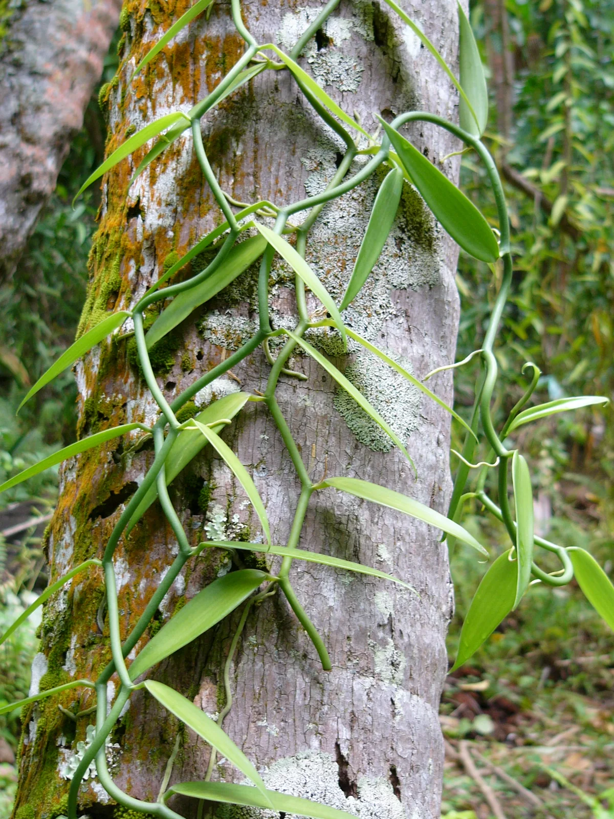 Un vanillier sur le tronc d’un cocotier à Huahine.