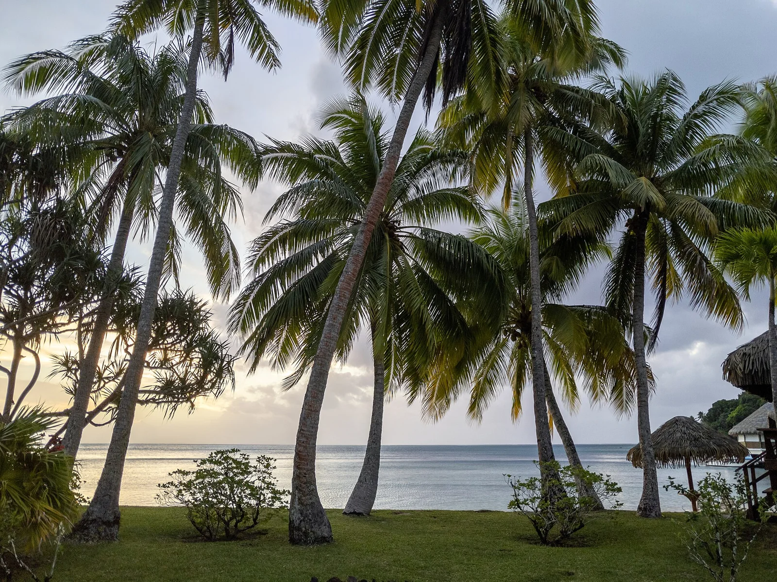 Les cocotiers de Huahine à la lumière du soir.