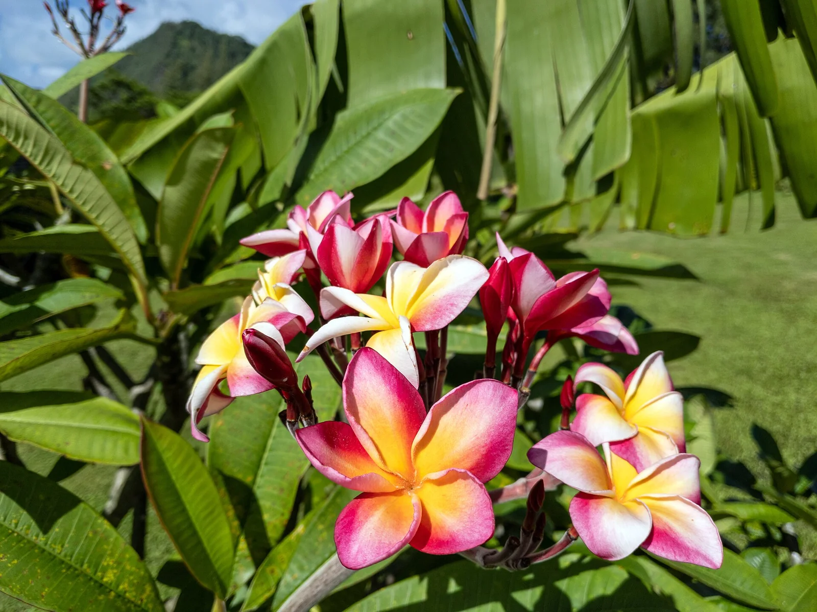 Des fleurs de frangipanier photographiées à Huahine.