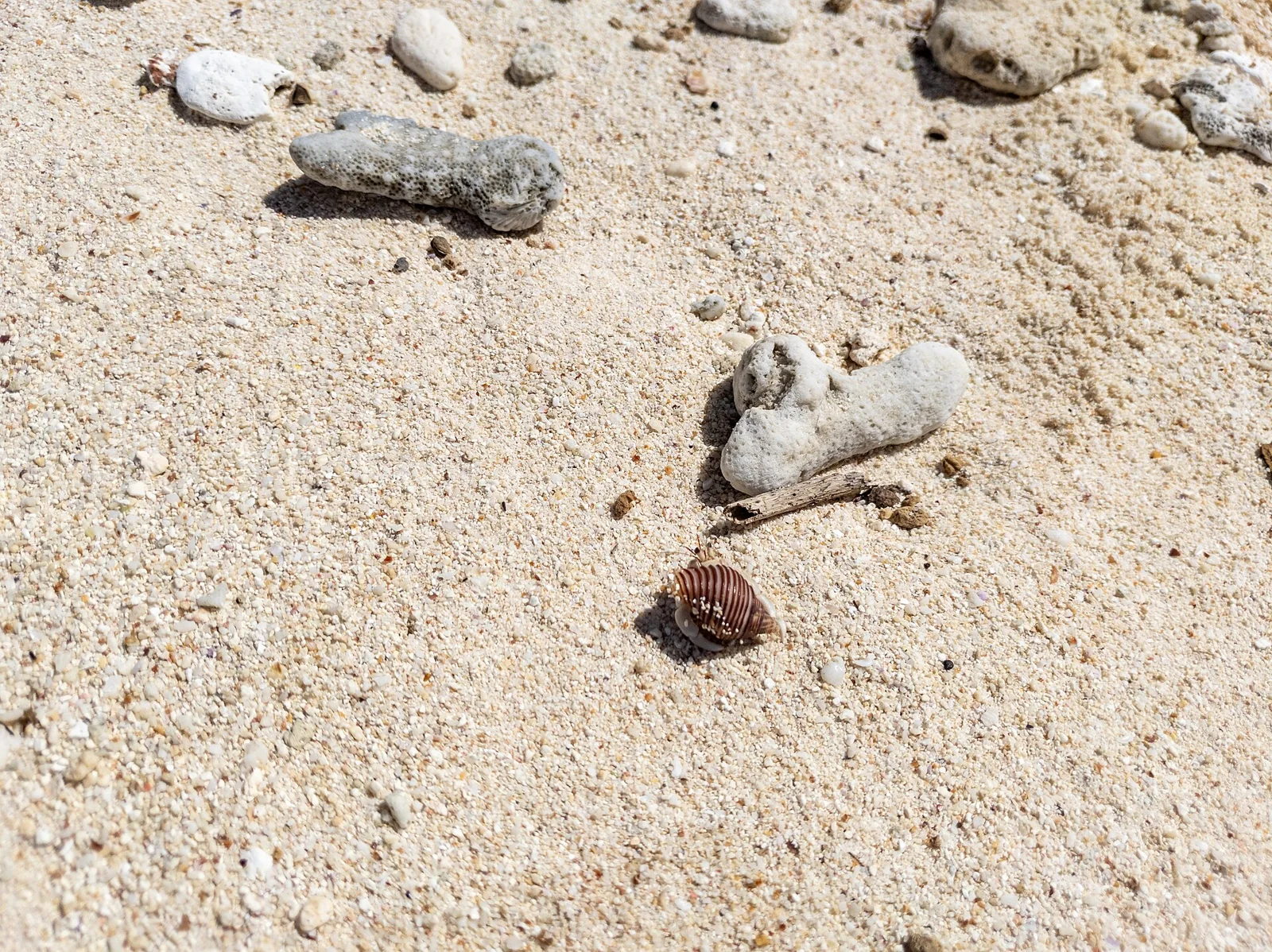 Des coquillages et fragments de corail sur le sable de Huahine.