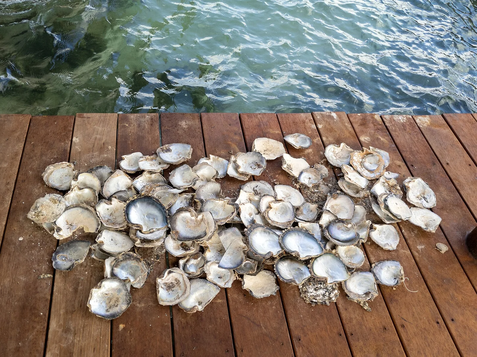 Des coquilles d’huîtres perlières sur un ponton à Huahine.