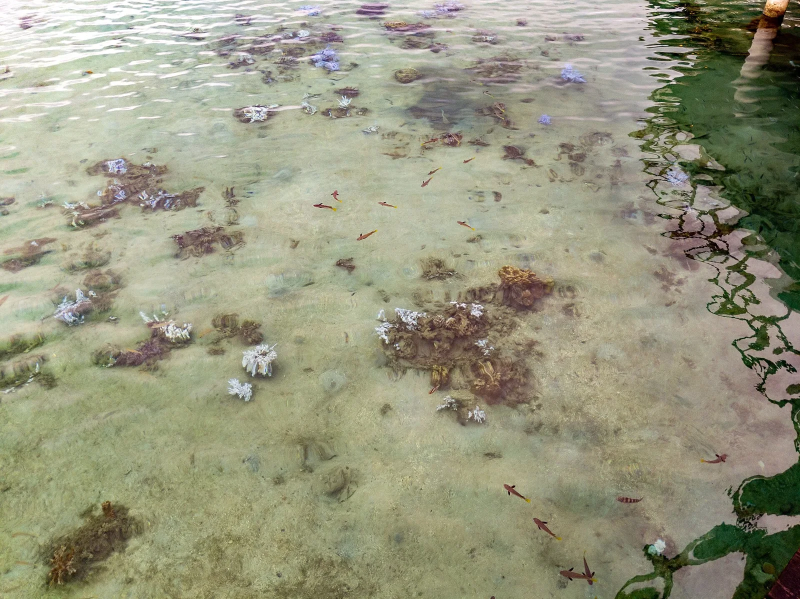 Les coraux visibles dans l’eau peu profonde du lagon de Huahine.