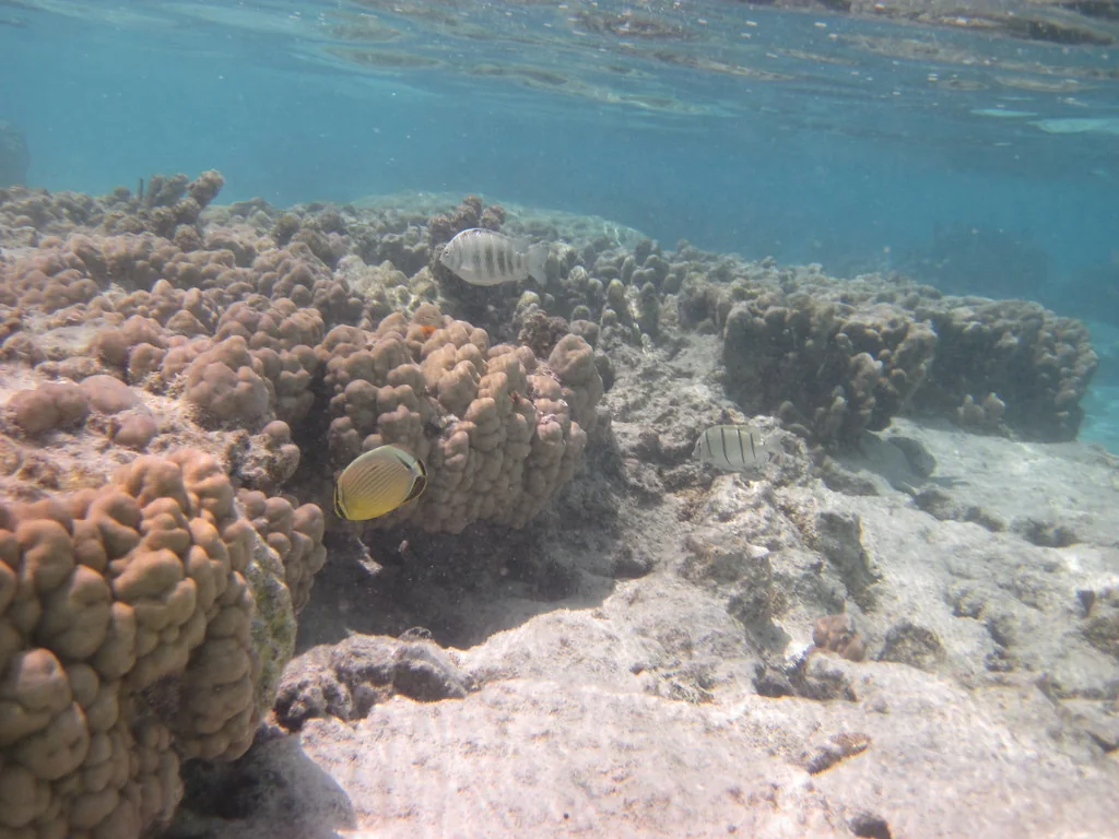 Les coraux et poissons du lagon de Huahine.