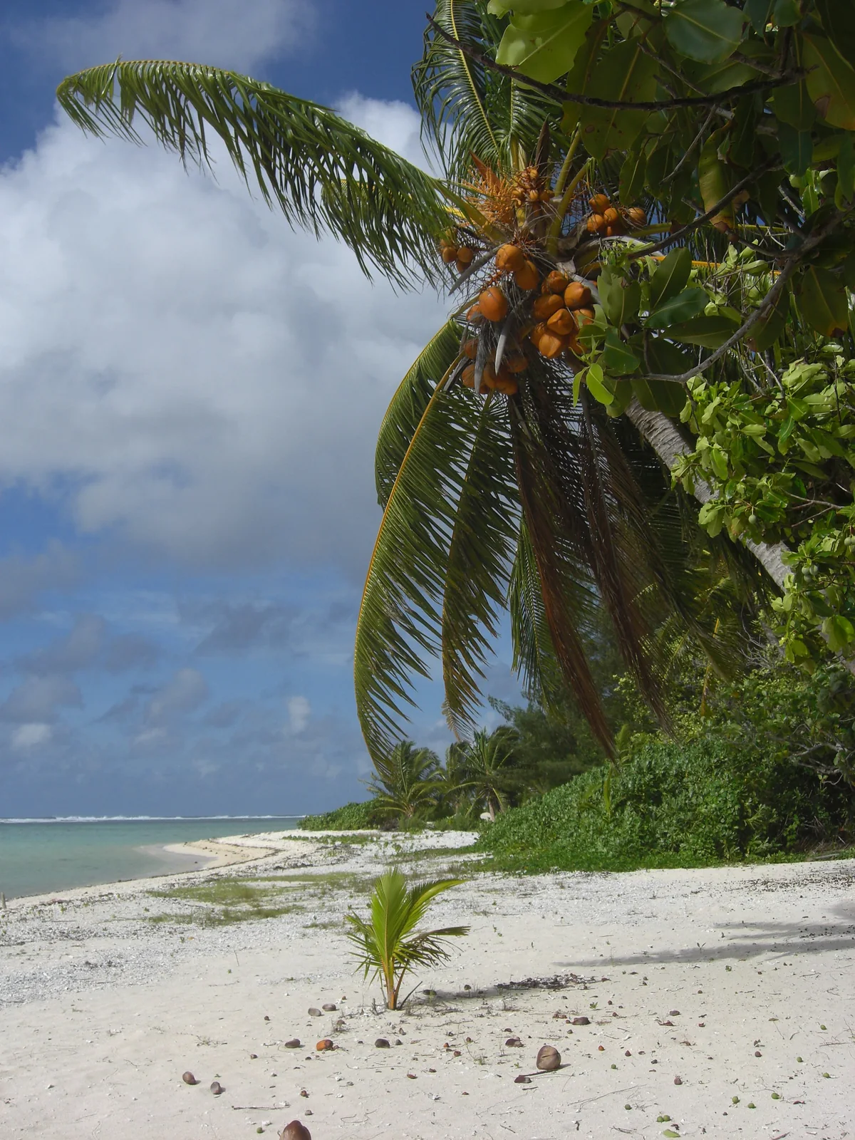Les cocotiers au-dessus de la plage de Parea.