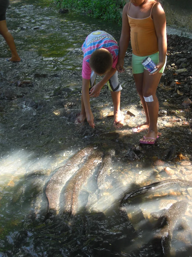 Les anguilles sacrées dans l’eau claire de la rivière de Faie à Huahine.