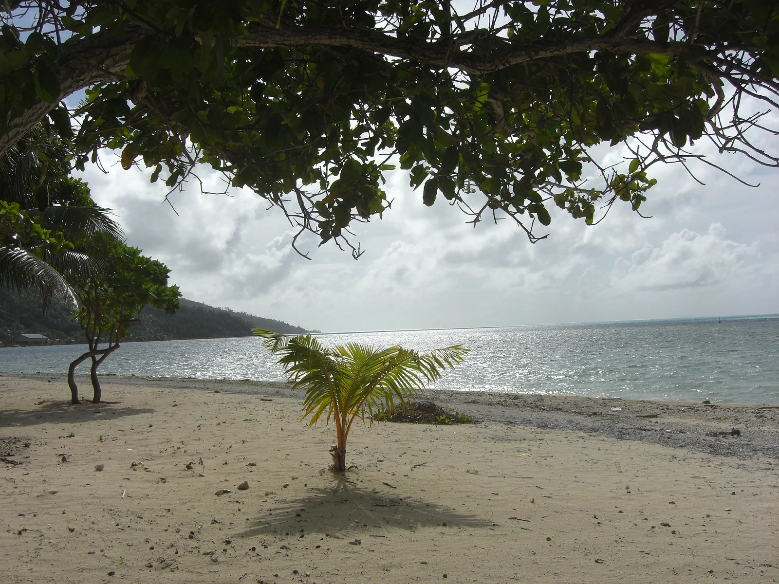 Un jeune cocotier sur la plage de Parea.