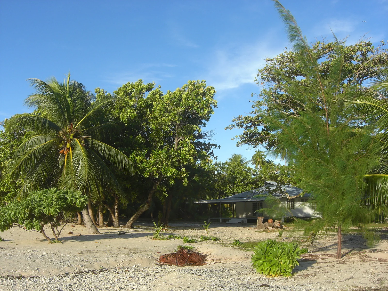 Les jardins et les cocotiers du littoral à Parea.
