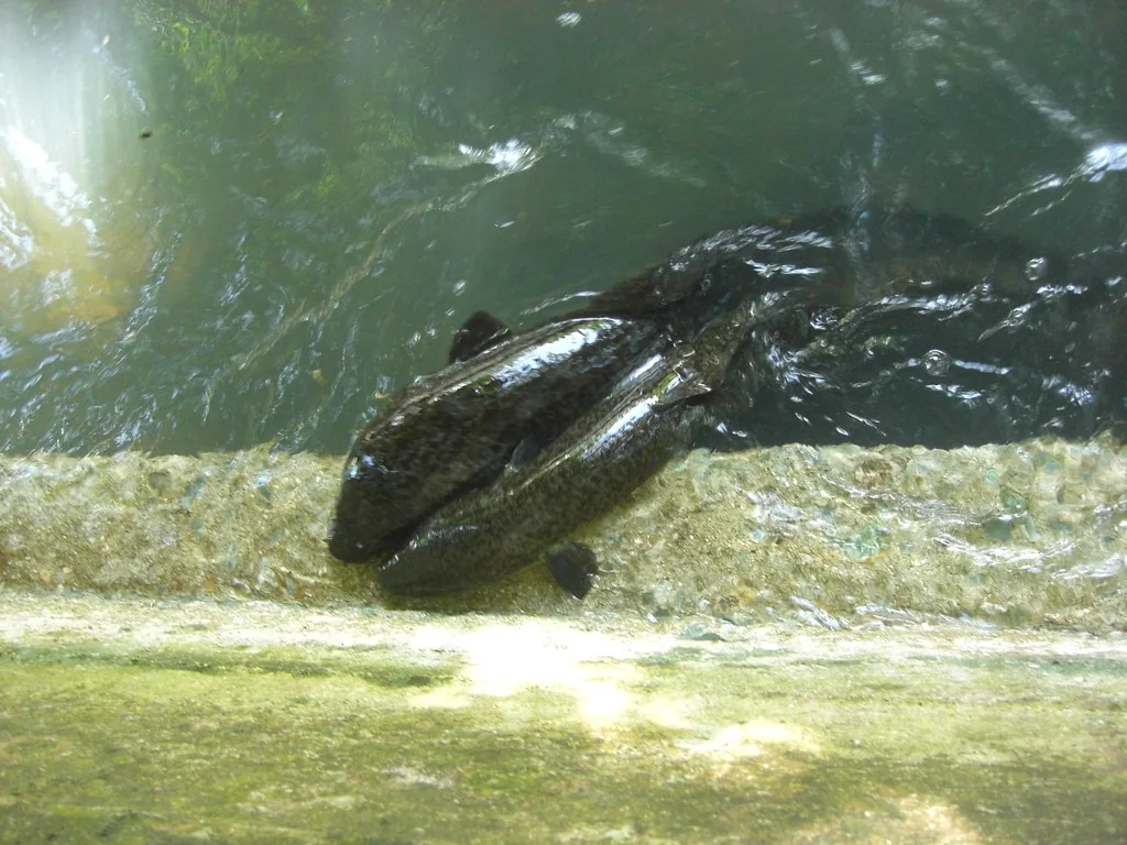 Les anguilles sacrées dans l’eau claire de la rivière de Faie à Huahine.
