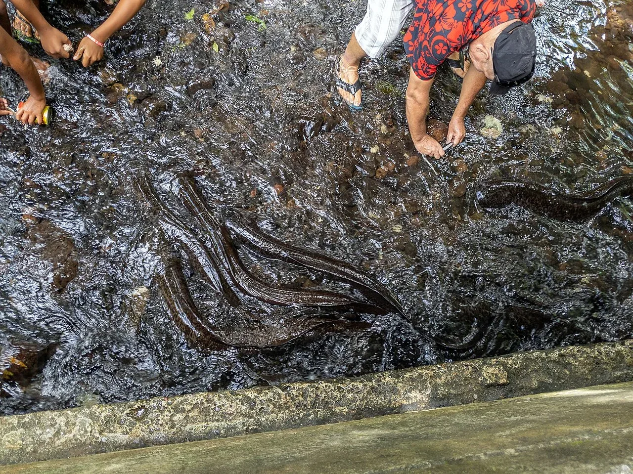 Des anguilles rassemblées dans l’eau peu profonde auprès de visiteurs, dans le ruisseau de Faie à Huahine.