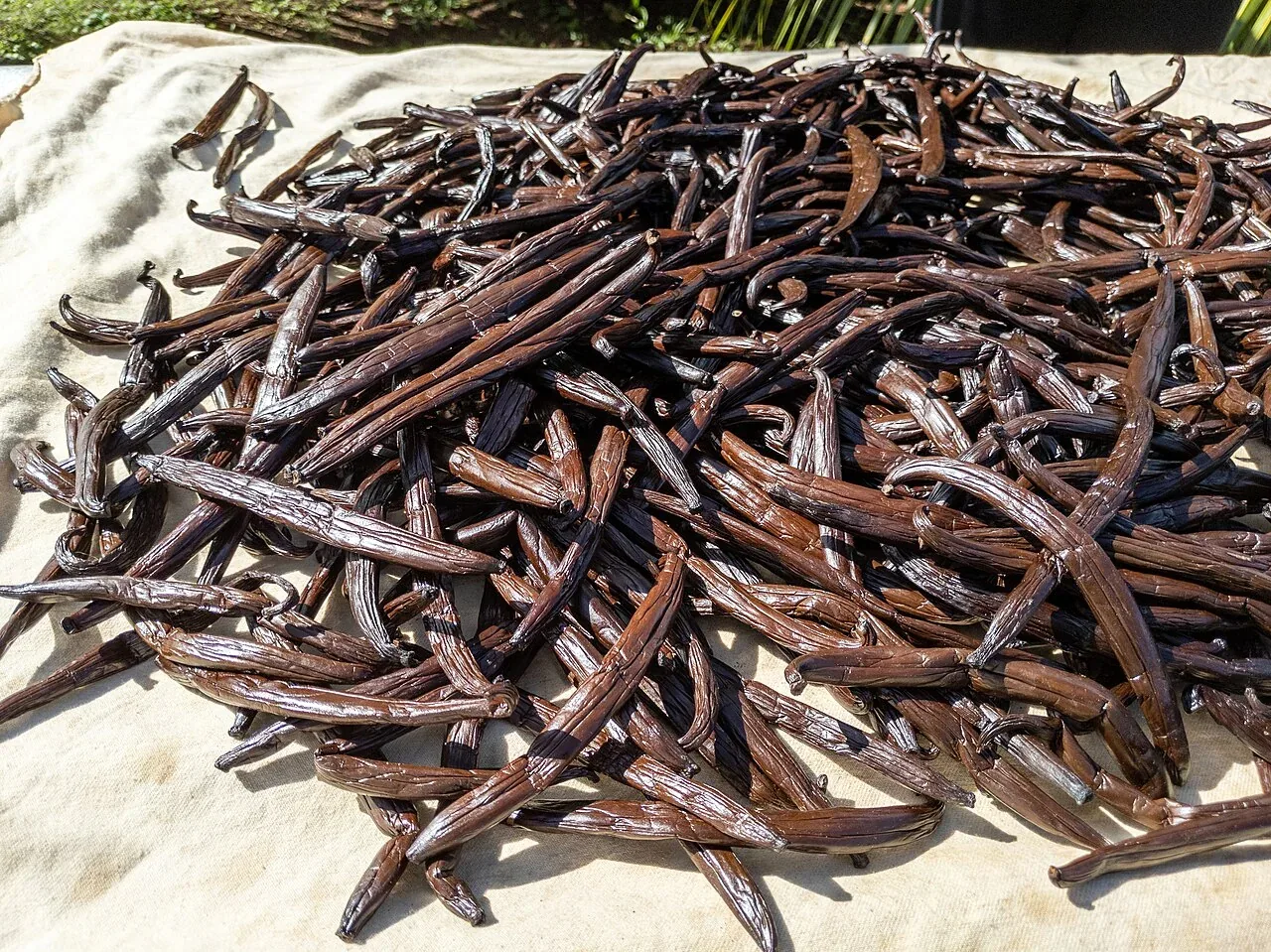 Des gousses de vanille sombres étalées sur une toile claire pour sécher au soleil à Huahine.